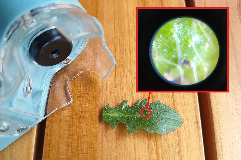 VIXENの顕微鏡で葉っぱの表面を覗く