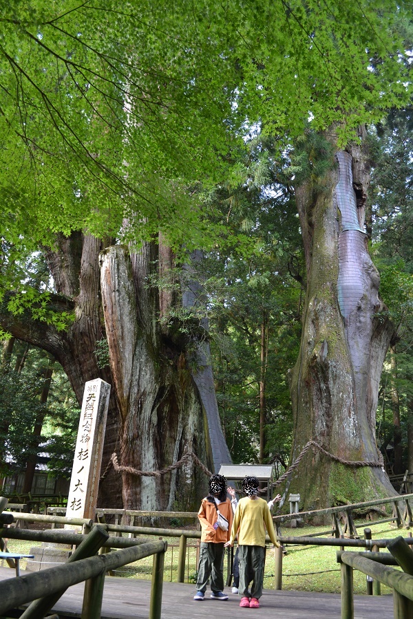 大杉は本当に巨木でした